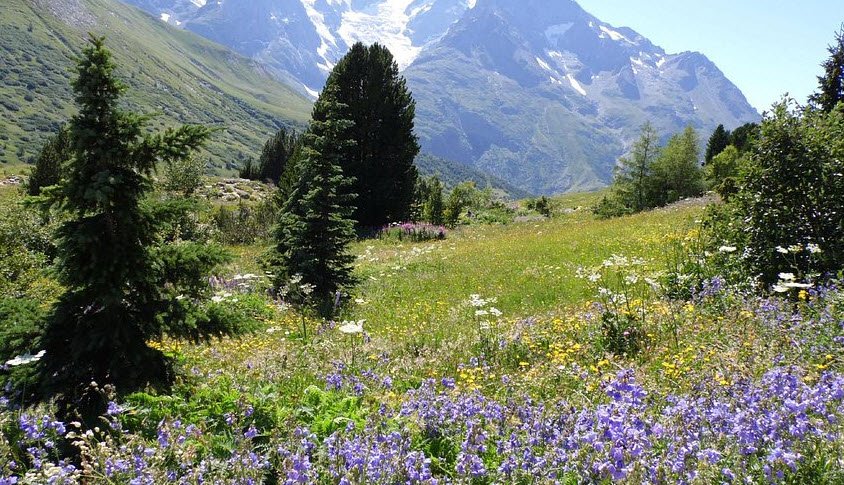Gallery Alpe Alpine Botanical Garden Lautaret, Villar-d'Arêne, France, France